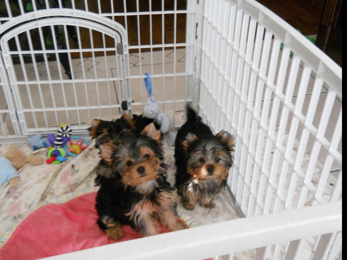 Yorkshire Terrier Puppies breeder image 31