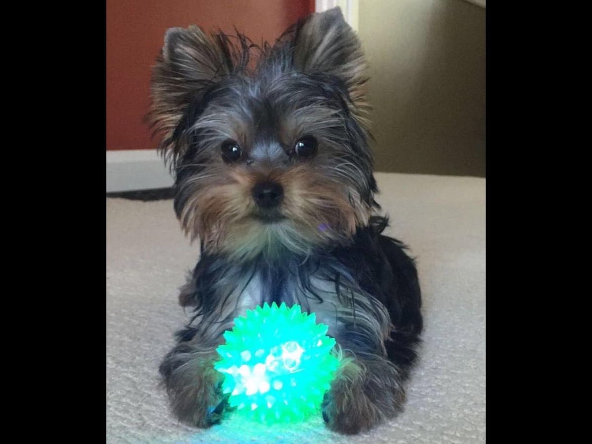 Yorkshire Terrier Puppies breeder image 32