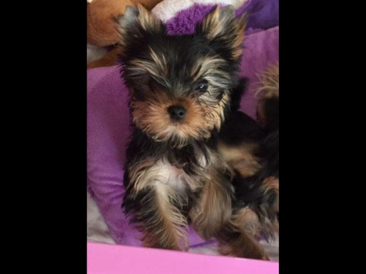Yorkshire Terrier Puppies breeder image 33