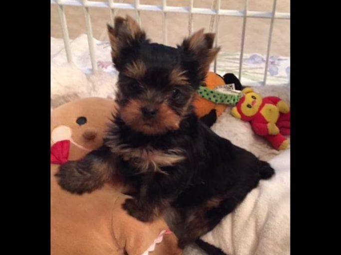 Yorkshire Terrier Puppies breeder image 34