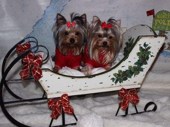 Yorkshire Terrier Puppies breeder image 35