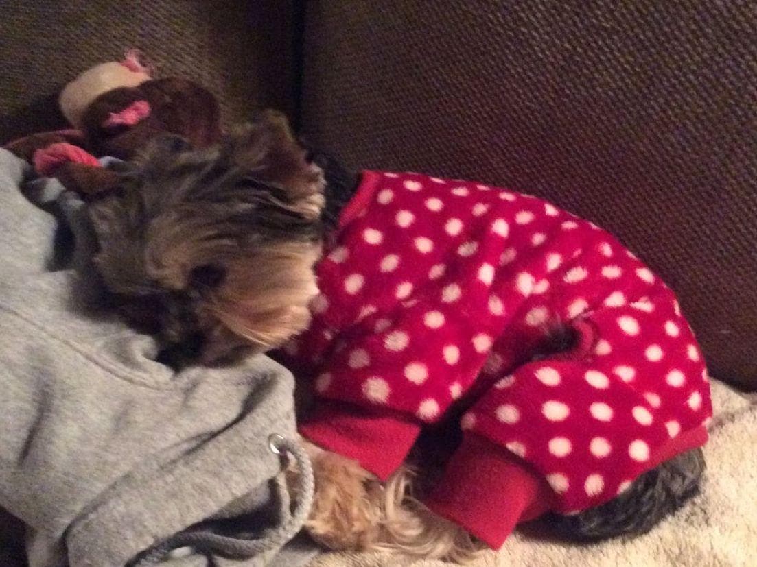 Yorkshire Terrier Puppies breeder image 36