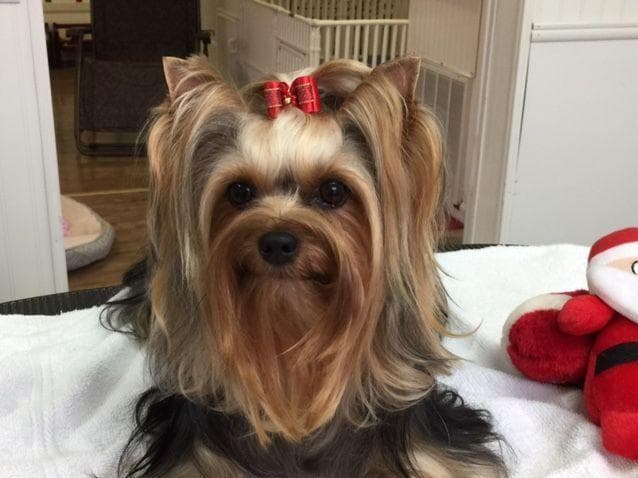 Yorkshire Terrier Puppies breeder image 37