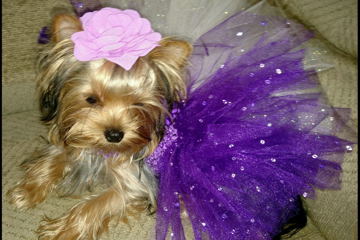 Yorkshire Terrier Puppies breeder image 5