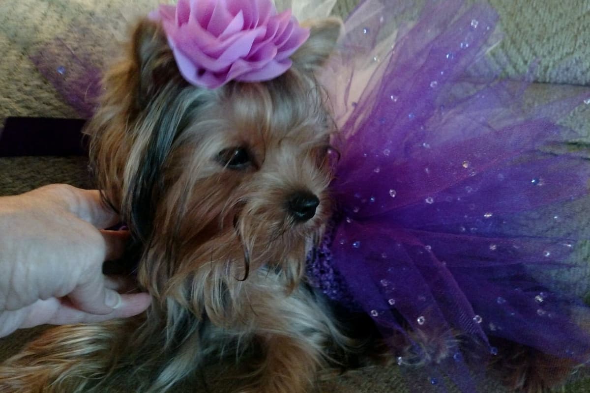 Yorkshire Terrier Puppies breeder image 4