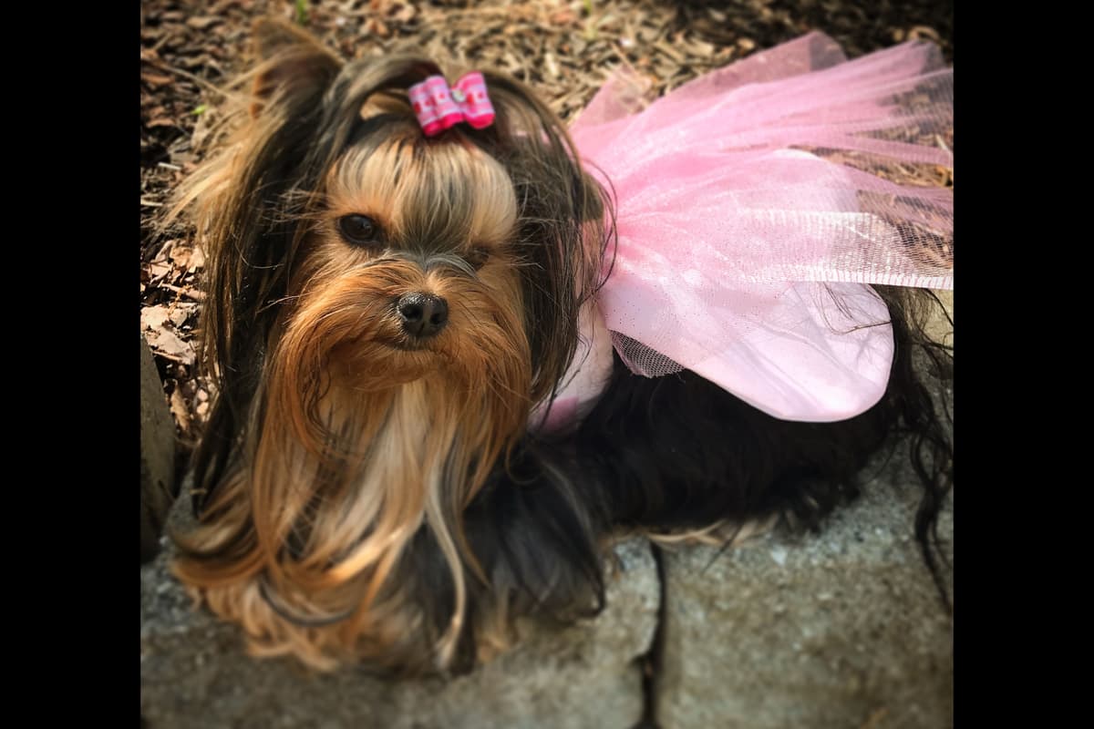 Yorkshire Terrier Puppies breeder image 3