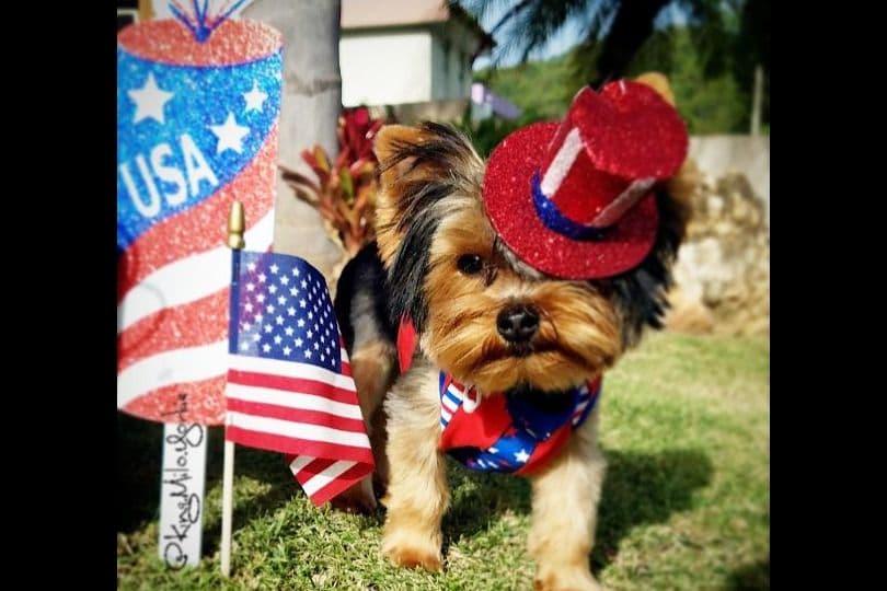 Yorkshire Terrier Puppies breeder image 38