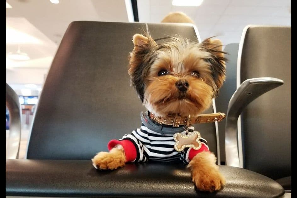 Yorkshire Terrier Puppies breeder image 39