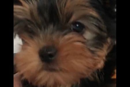 Yorkshire Terrier Puppies breeder image 41