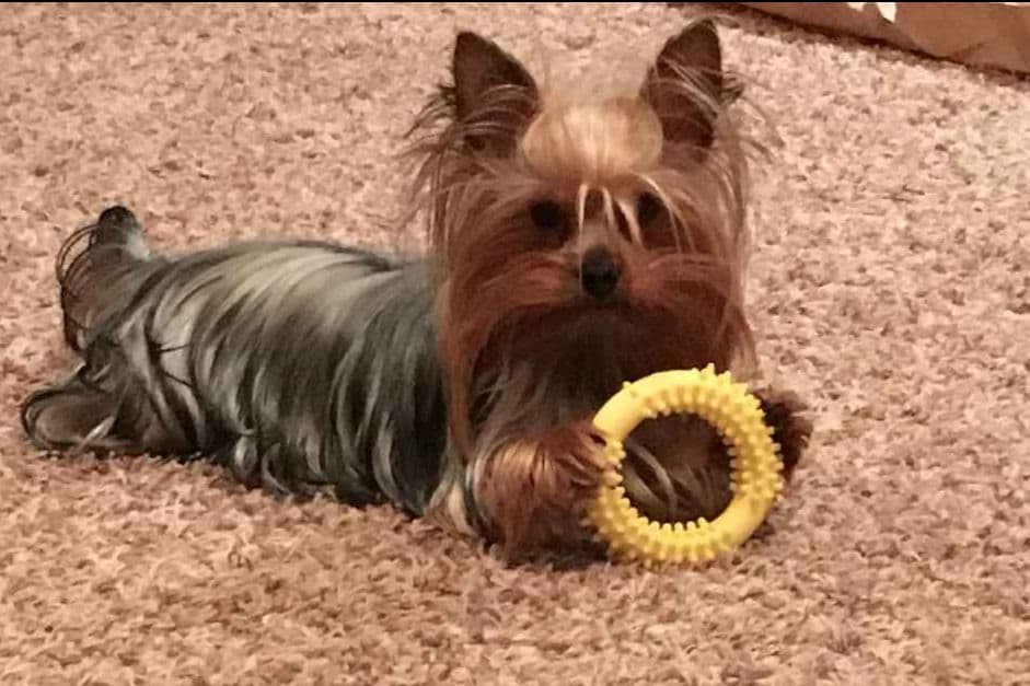 Yorkshire Terrier Puppies breeder image 42