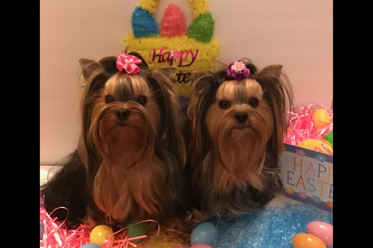 Yorkshire Terrier Puppies breeder image 43