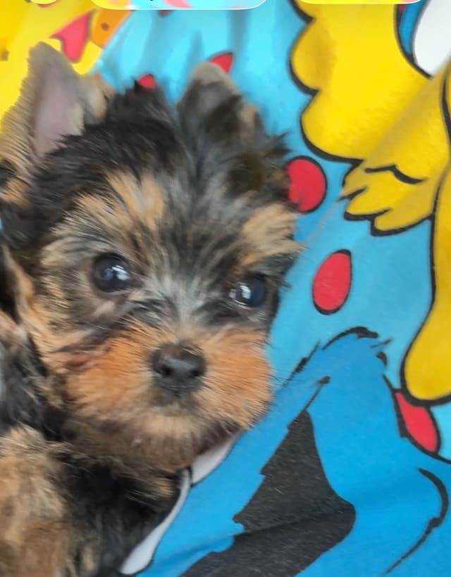 Yorkshire Terrier Puppies media 4