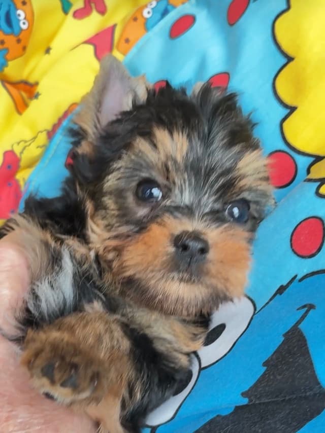 Yorkshire Terrier Puppies media 5