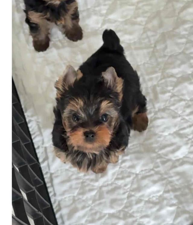 Yorkshire Terrier Puppies media 7