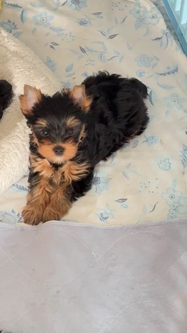 Yorkshire Terrier Puppies media 2