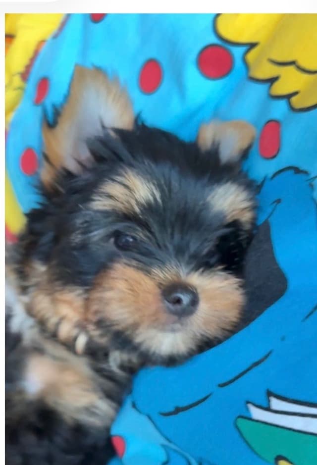 Yorkshire Terrier Puppies media 3