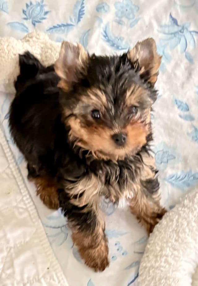 Yorkshire Terrier Puppies media 8