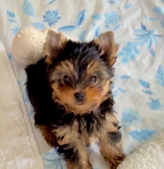 Yorkshire Terrier Puppies media 6