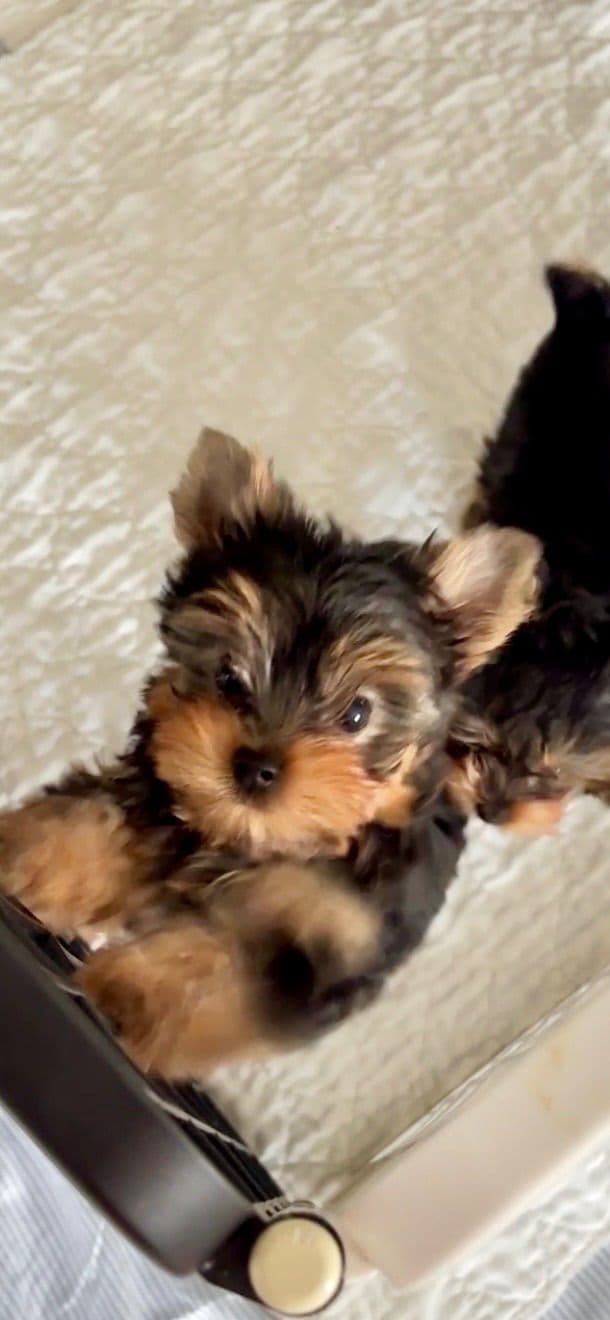 Yorkshire Terrier Puppies media 11