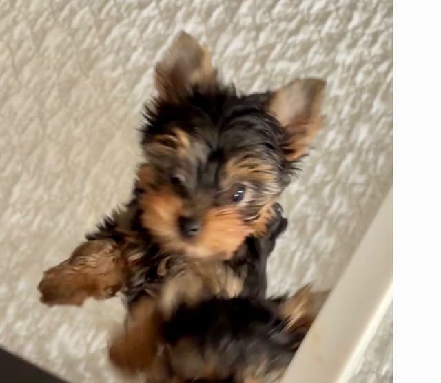 Yorkshire Terrier Puppies media 12
