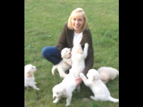 Golden Retriever Puppies breeder image 1