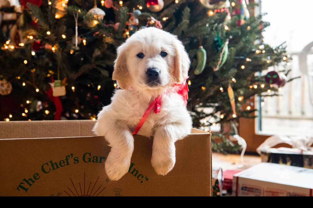 Golden Retriever Puppies breeder image 2