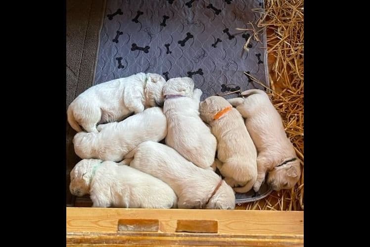 Golden Retriever Puppies breeder image 5