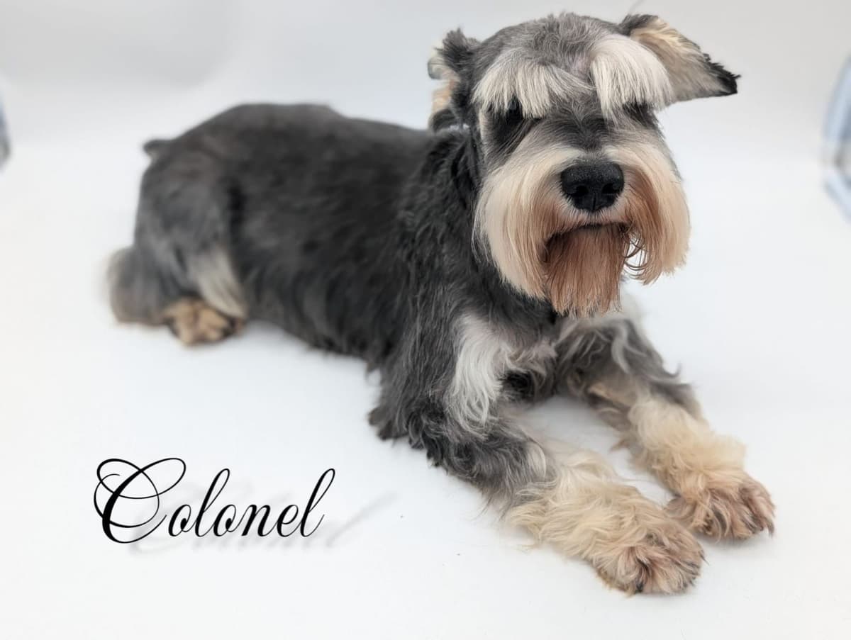 Miniature Schnauzer Puppy breeder image 2