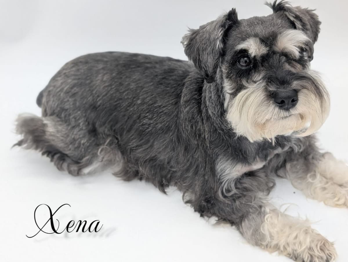 Miniature Schnauzer Puppy breeder image 3