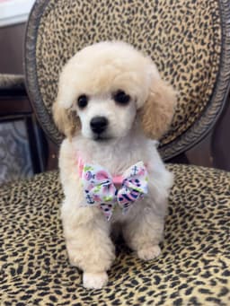 Beautiful Toy Poodle Puppies thumbnail 1