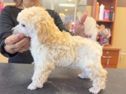 Beautiful Toy Poodle Puppies thumbnail 2