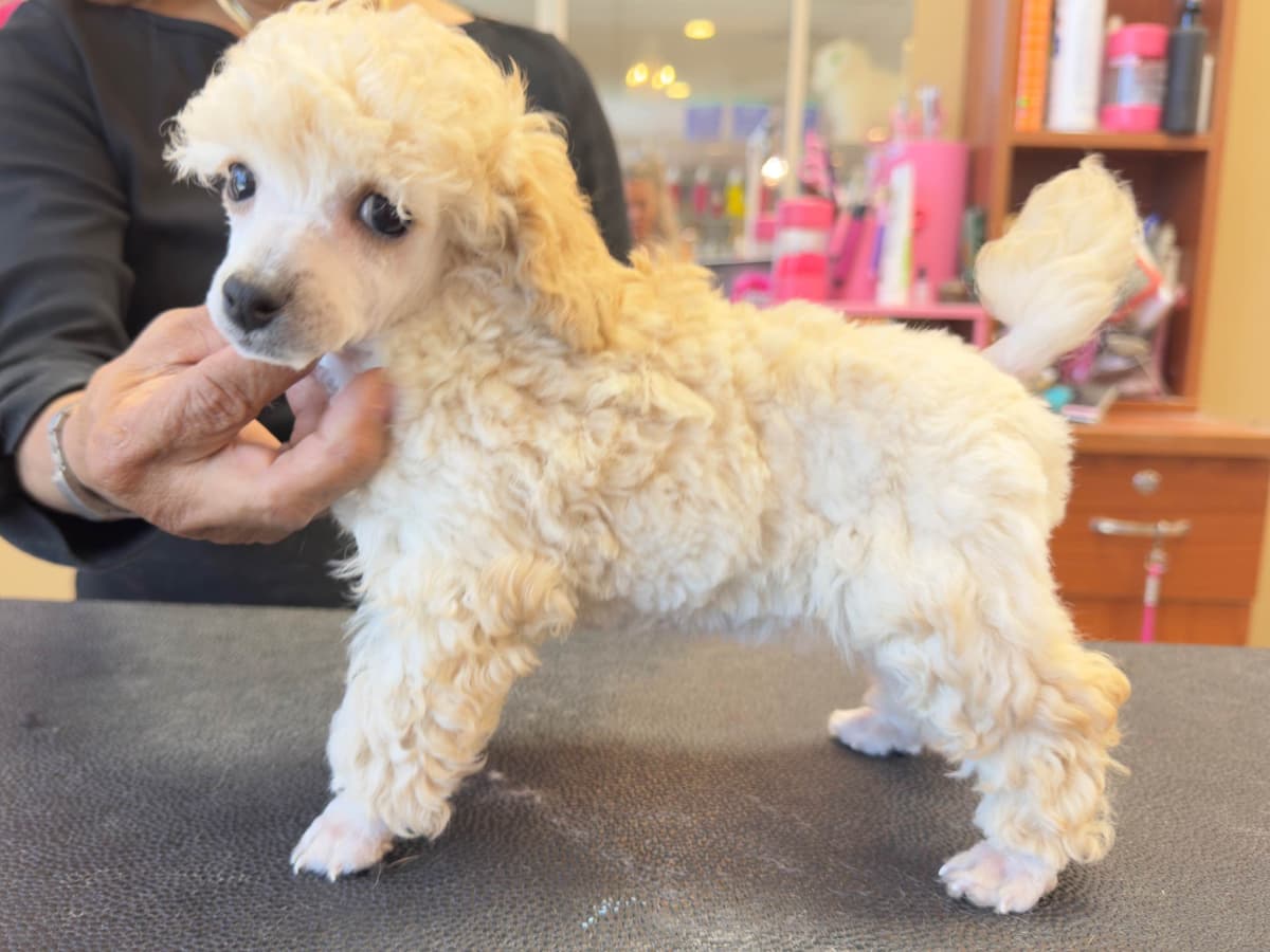 Beautiful Toy Poodle Puppies photo 3