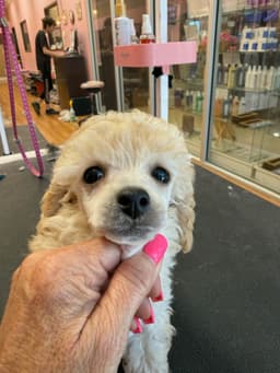 Beautiful Toy Poodle Puppies thumbnail 4