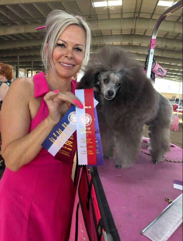 Beautiful Toy Poodle Puppies media 5