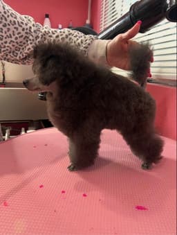 Beautiful Toy Poodle Puppies thumbnail 6