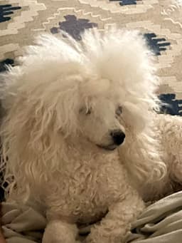Beautiful Toy Poodle Puppies thumbnail 7
