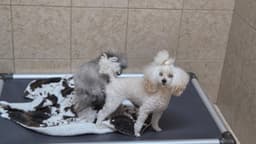 Beautiful Toy Poodle Puppies thumbnail 8