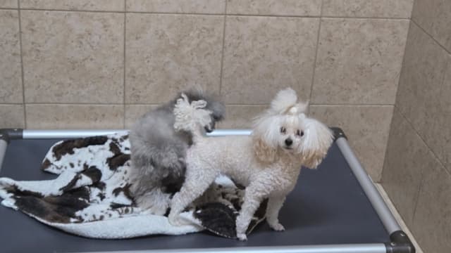 Beautiful Toy Poodle Puppies media 8