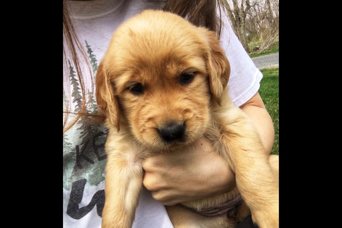 Golden Retriever Puppies breeder image 2