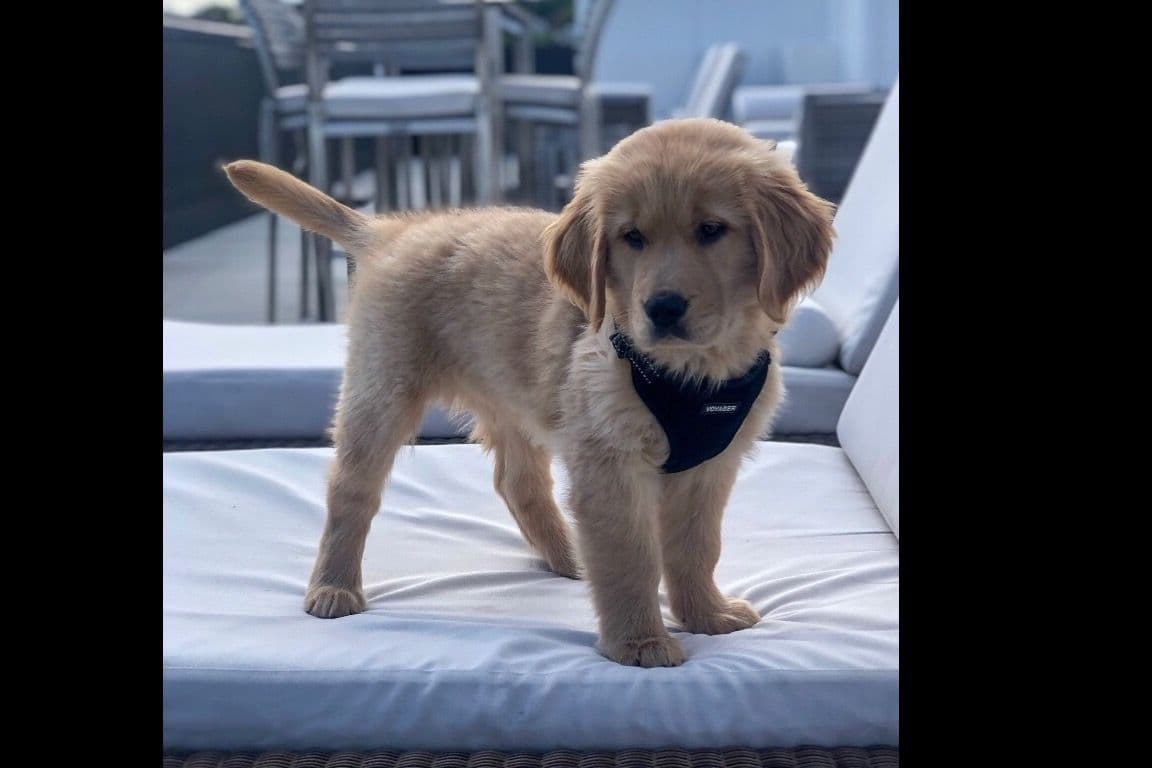 Golden Retriever Puppies breeder image 1