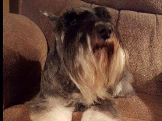Miniature Schnauzer Puppies breeder image 2