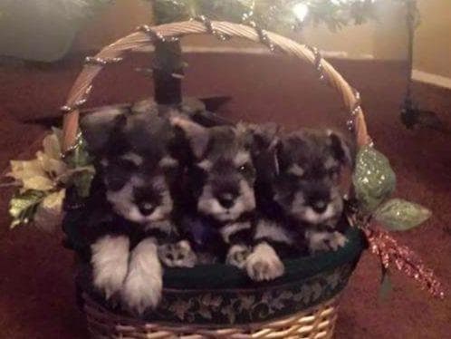 Miniature Schnauzer Puppies breeder image 3