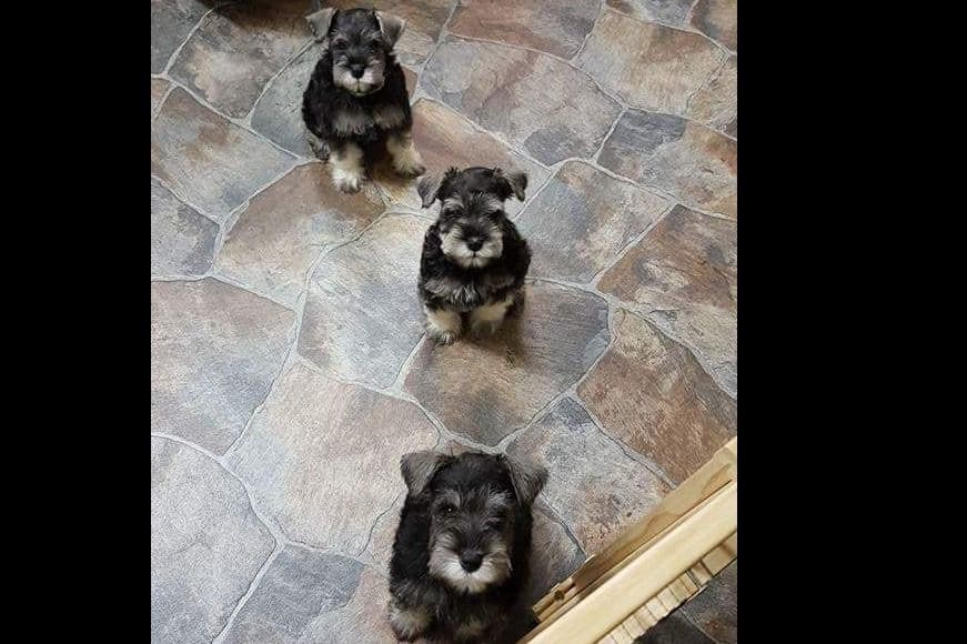 Miniature Schnauzer Puppies breeder image 4