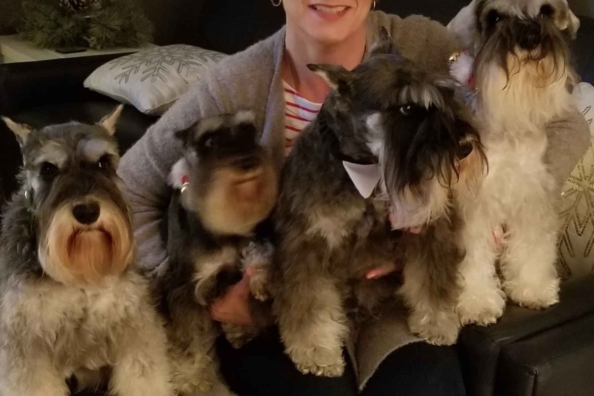 Miniature Schnauzer Puppies breeder image 5
