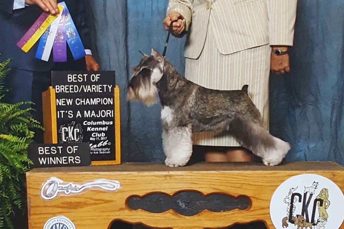 Miniature Schnauzer Puppies breeder image 6