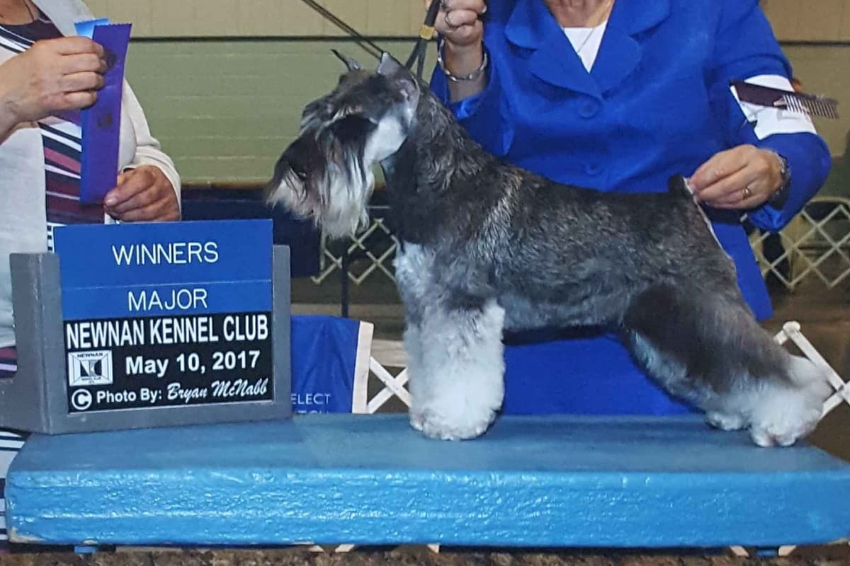Miniature Schnauzer Puppies breeder image 7
