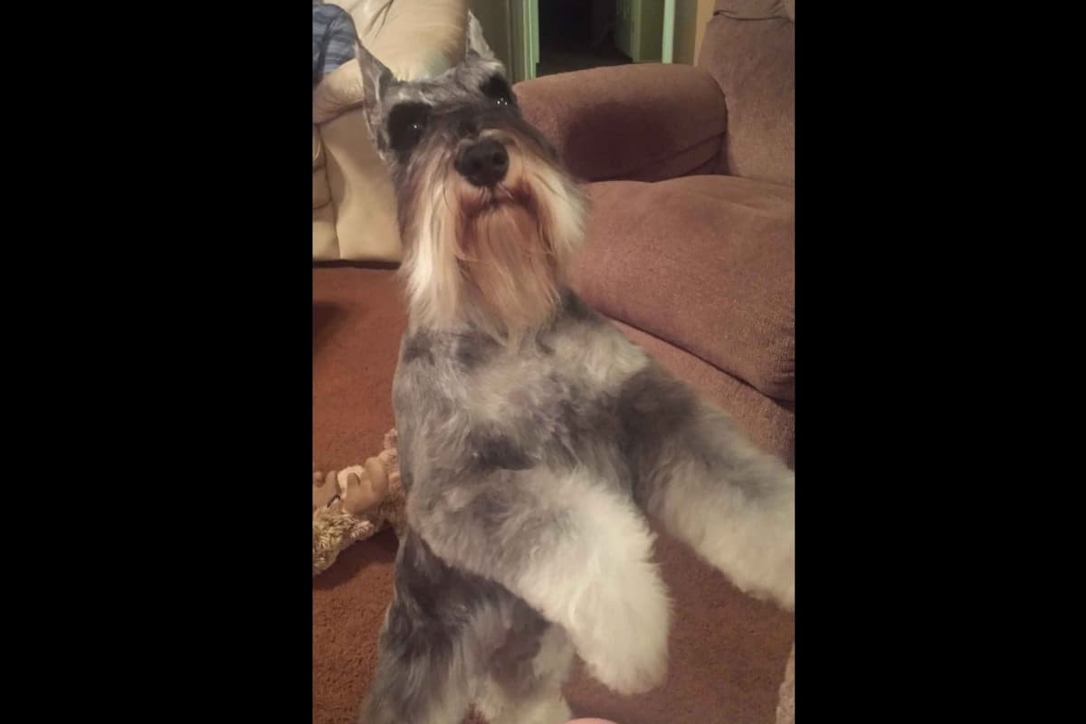 Miniature Schnauzer Puppies breeder image 8