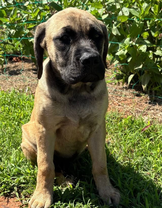 Mastiff Puppies media 2