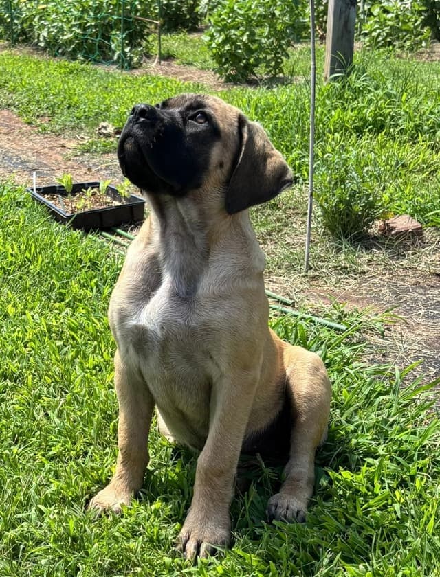 Mastiff Puppies media 3