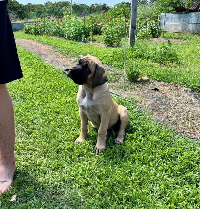 Mastiff Puppies media 6